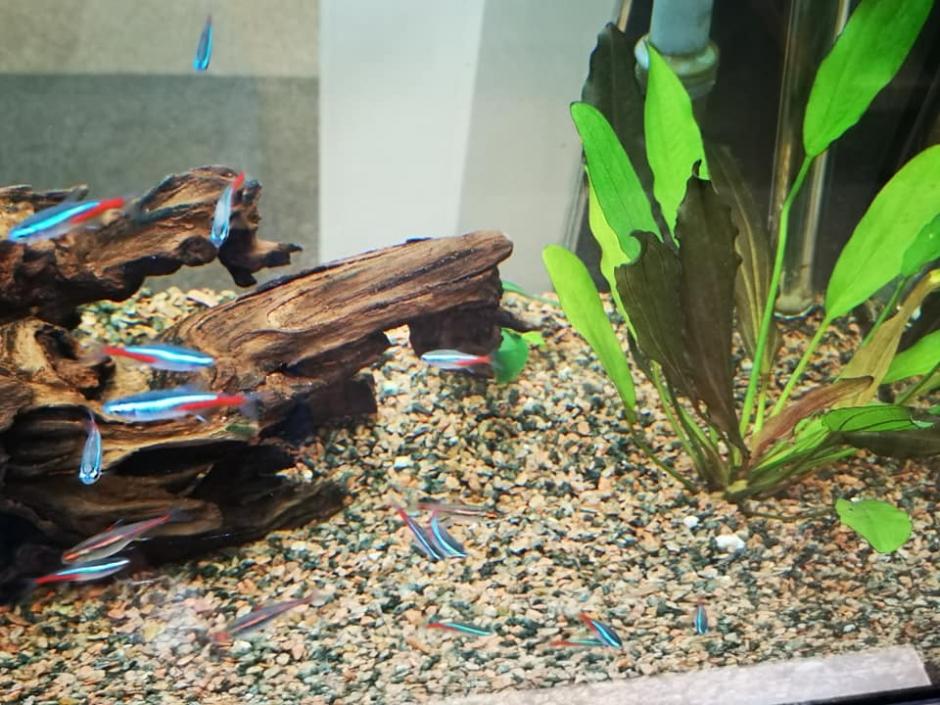 Ribice V Akvariju 2